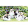 Diamond Painting 4 Honden In De Bloemen