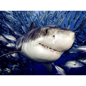 Diamond Painting witte haai