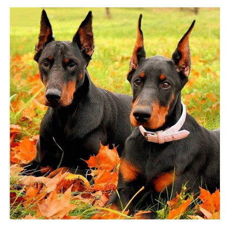 Diamond Painting 2 Dobermans