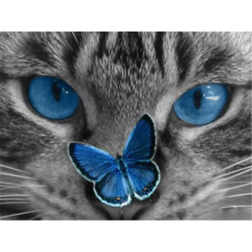 Diamond Painting kat geïntrigeerd door de delicate blauwe vlinder