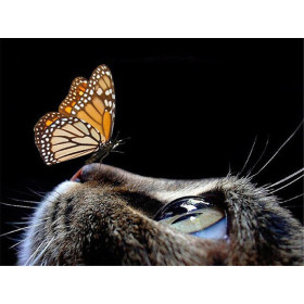 Diamond Painting poëtische vlinder chat fawn