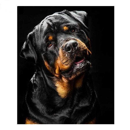 Diamond Painting Zwarte Rottweiler