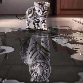 Diamond Painting onverschrokken tijger chaton reflectie trotse tijger