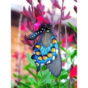 Diamond Painting Bloemen en vlinder 3D kleur C