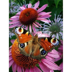 Diamond Painting Bloemen en vlinderkleur 3D F