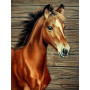 Diamond Painting Paard Bai Trots Portret