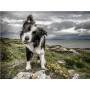 Diamond Painting Border Collie